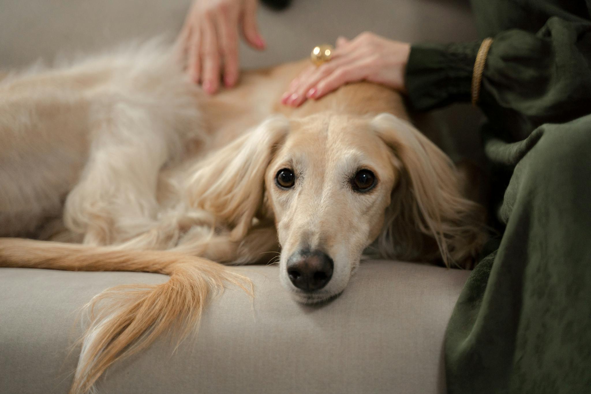 A greyhound dog relaxing on a couch with its owner gently stroking it indoors.