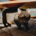 Read more about the article Jak rozpoznać stres u kota?