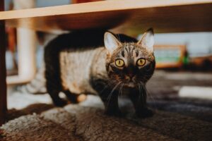 Read more about the article Jak rozpoznać stres u kota?