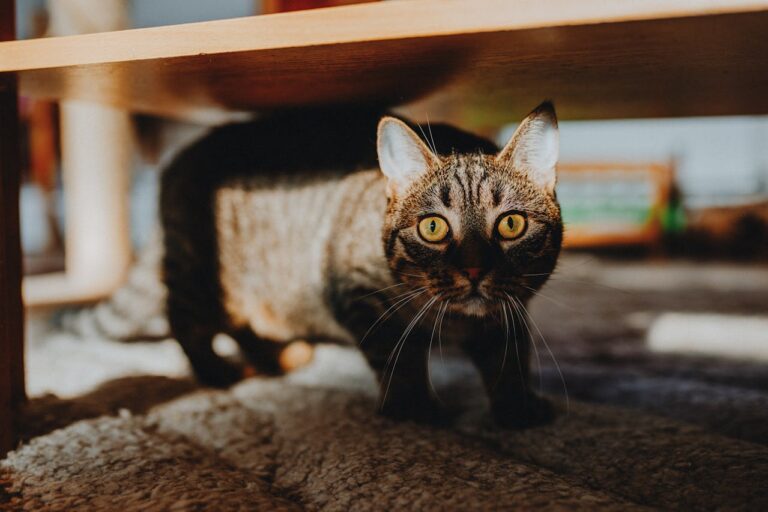 Stres u kota - wpis blogowy