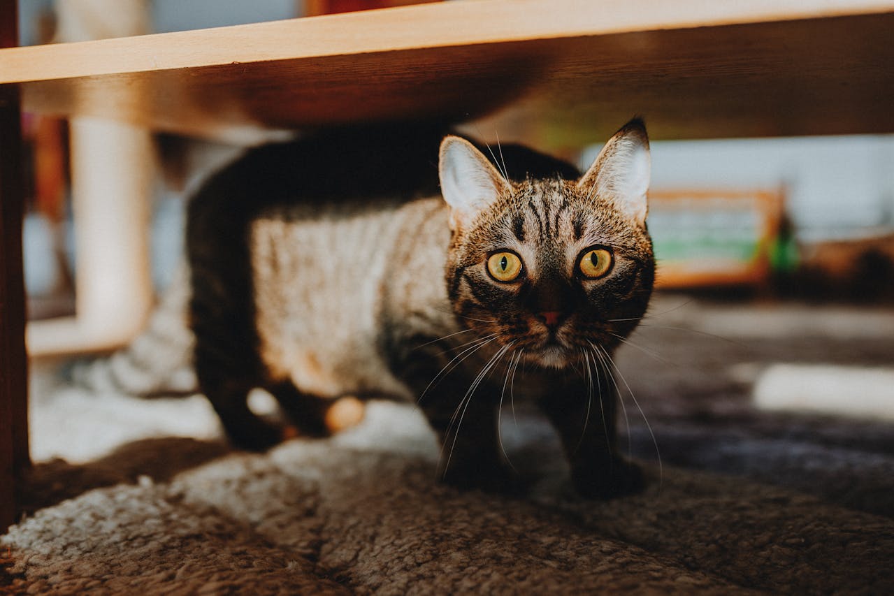 Stres u kota - wpis blogowy