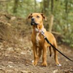 Read more about the article Jak nauczyć psa chodzenia na luźnej smyczy – plan treningowy krok po kroku