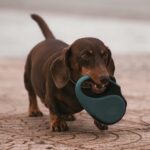 Read more about the article Dlaczego pies ciągnie smycz na spacerze?