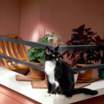 Read more about the article Jak skutecznie zabezpieczyć balkon dla kota?