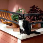 Read more about the article Jak skutecznie zabezpieczyć balkon dla kota?