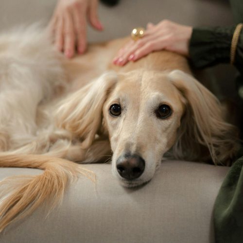 A greyhound dog relaxing on a couch with its owner gently stroking it indoors.